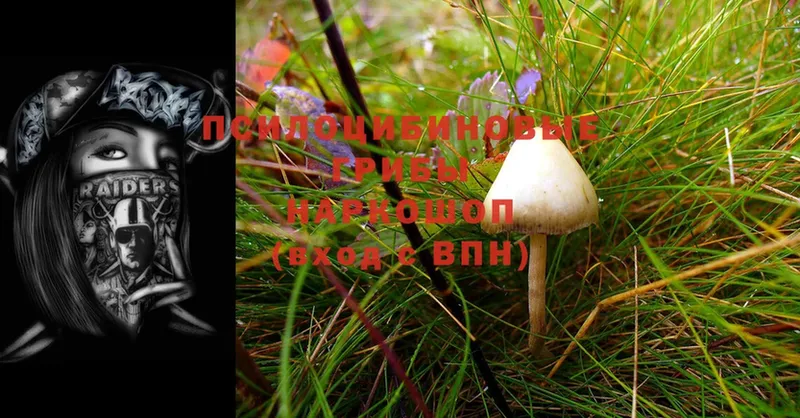 Галлюциногенные грибы Psilocybe  Палласовка 